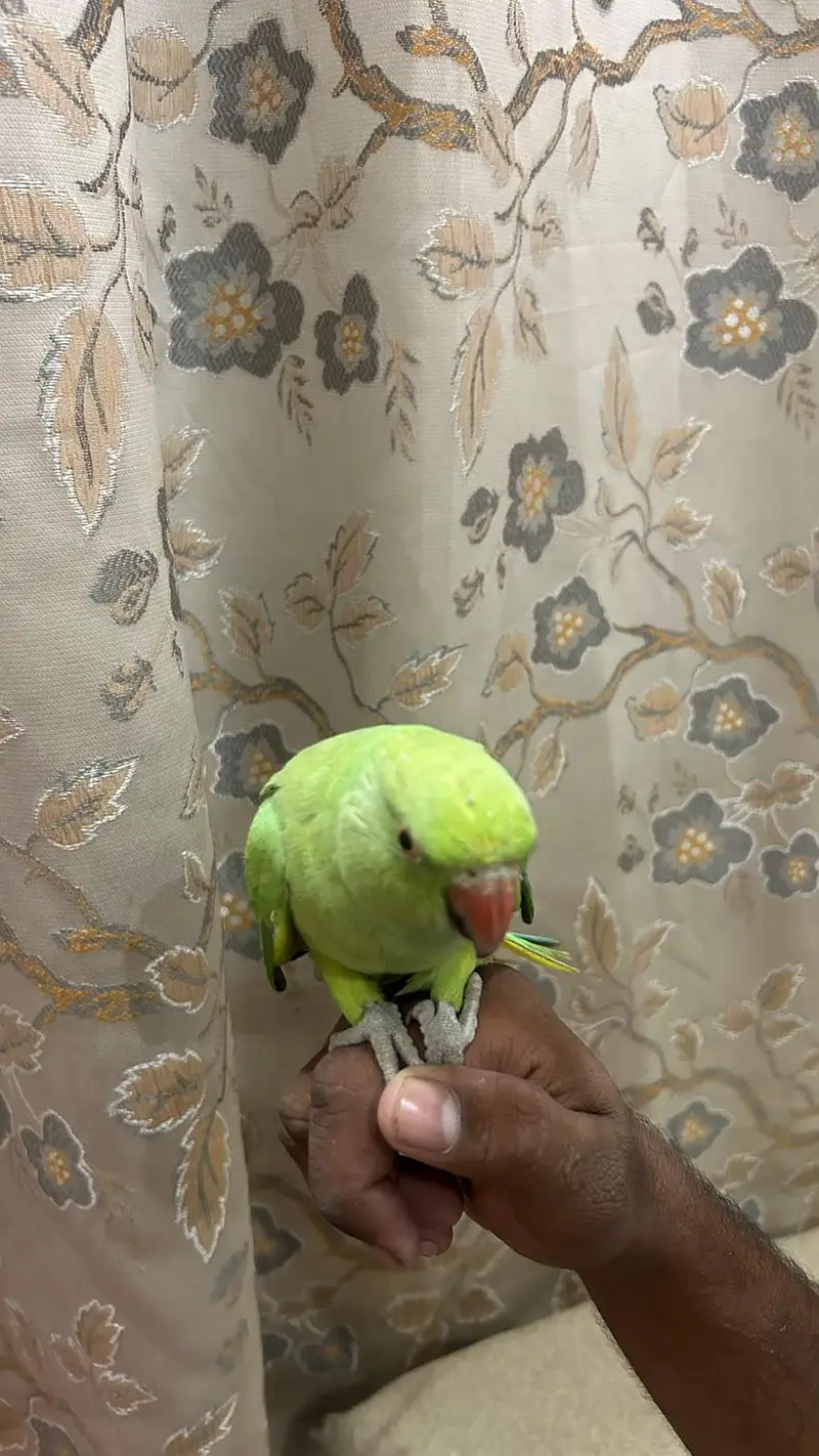 ringneck female and raw parrot for sale — photo 2