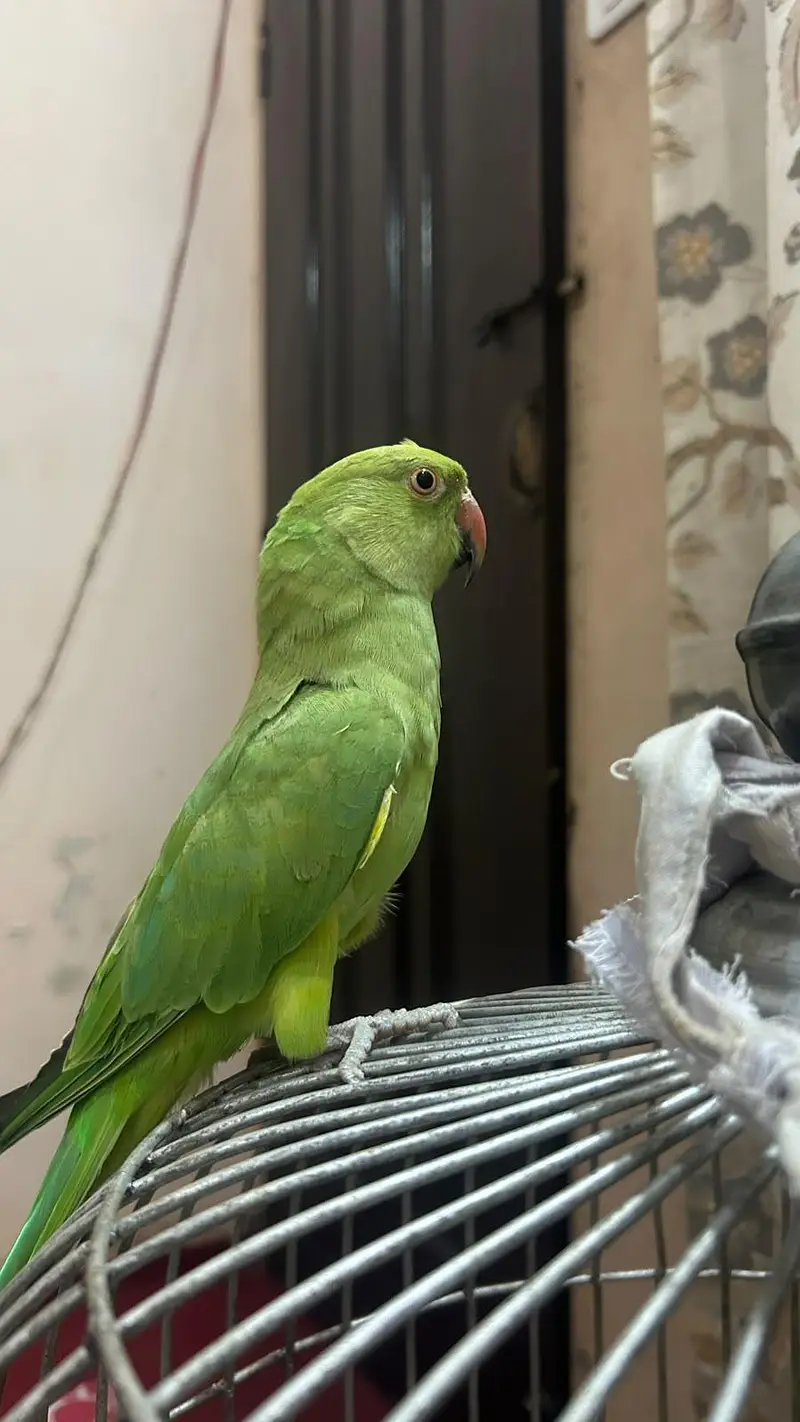 ringneck female and raw parrot for sale — photo 3