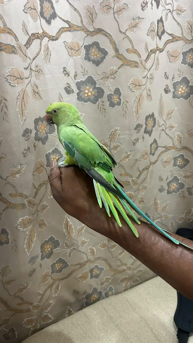ringneck female and raw parrot for sale — photo 4