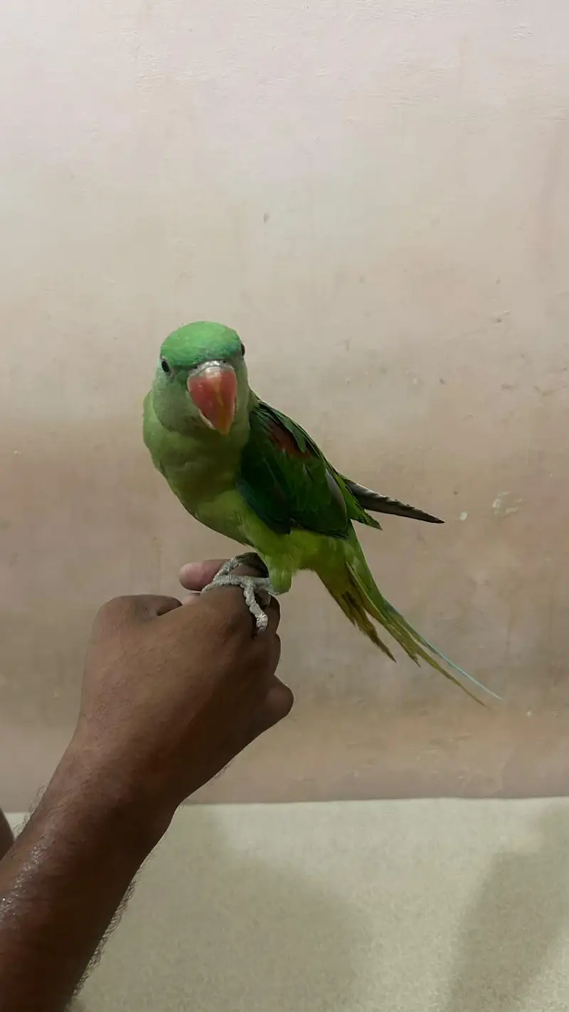 ringneck female and raw parrot for sale — photo 5