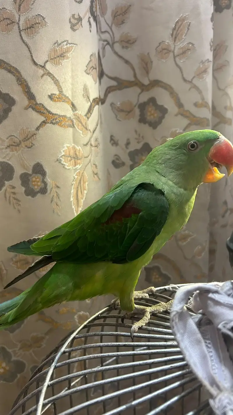 ringneck female and raw parrot for sale — photo 6