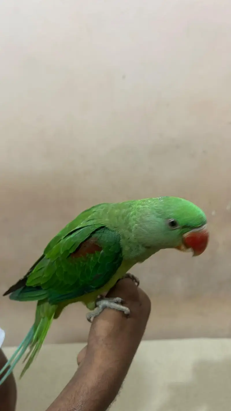 ringneck female and raw parrot for sale — photo 7