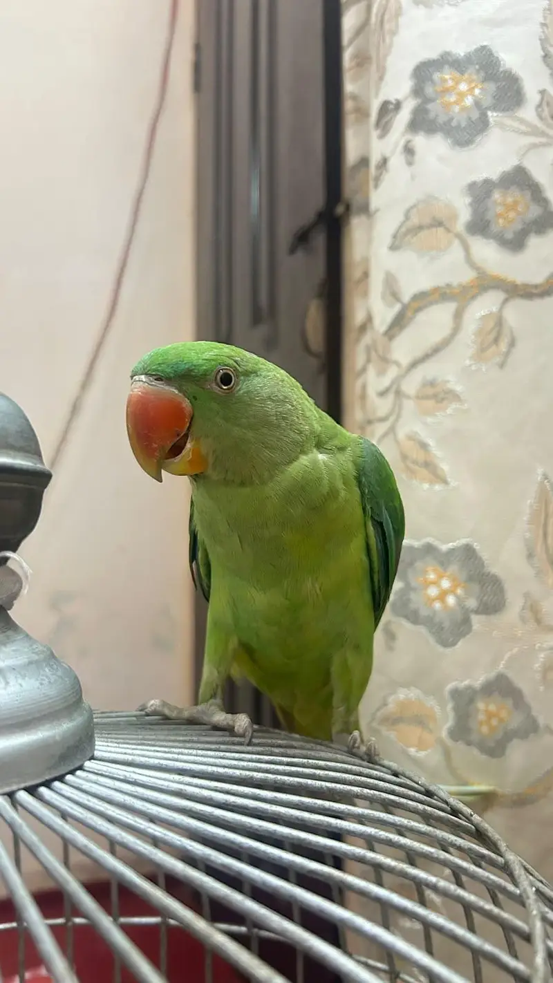 ringneck female and raw parrot for sale — photo 8