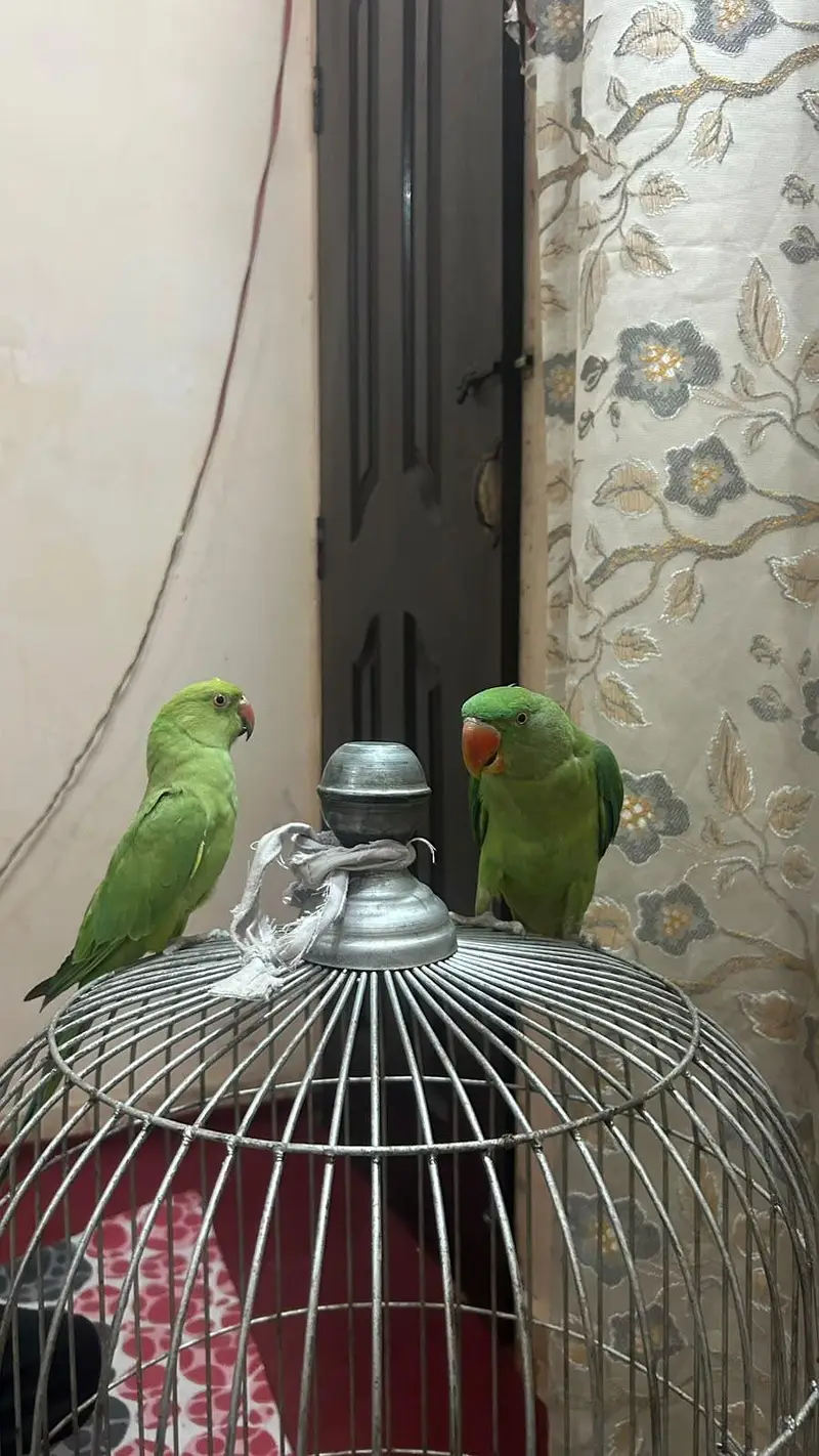 ringneck female and raw parrot for sale — photo 9