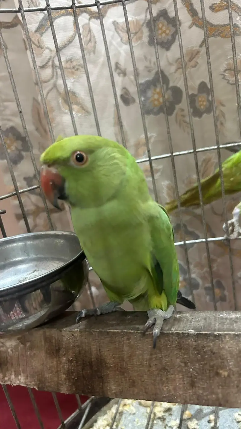 ringneck female and raw parrot for sale — photo 10