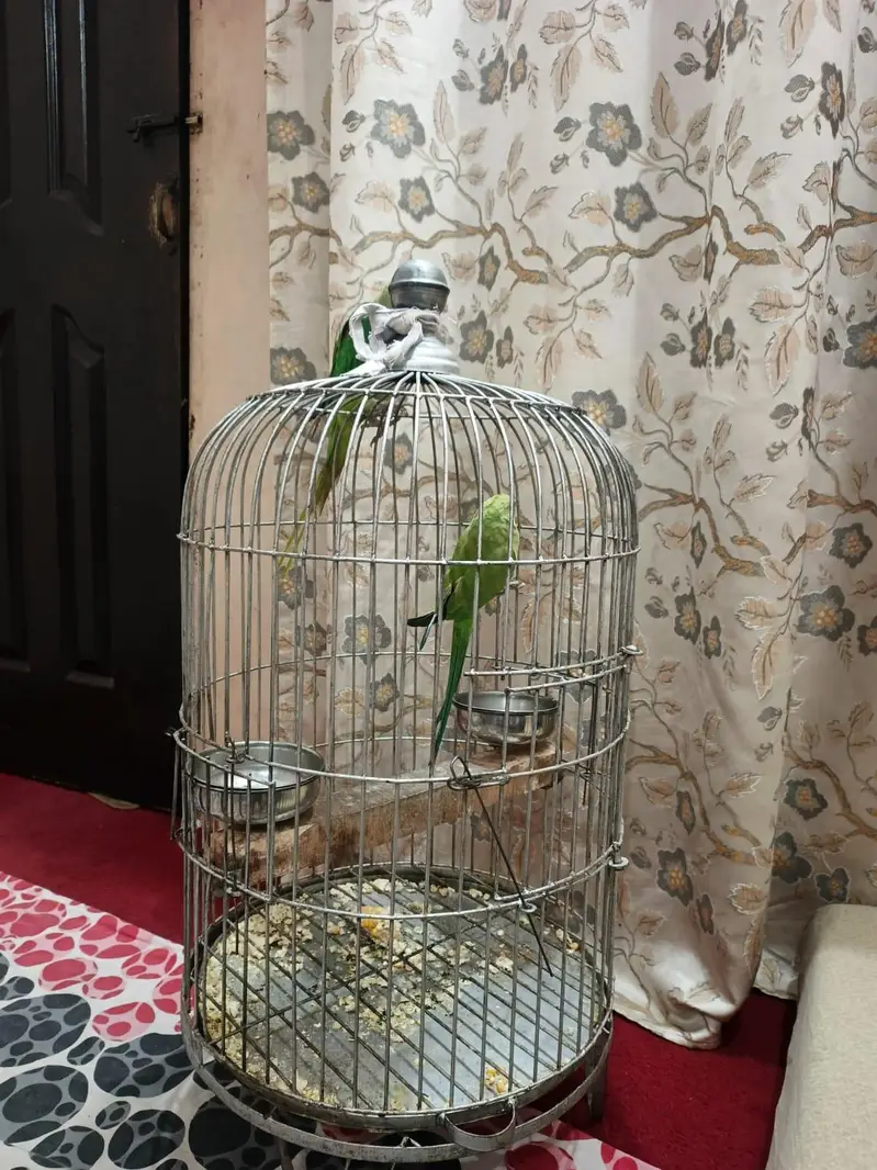 ringneck female and raw parrot for sale — photo 11