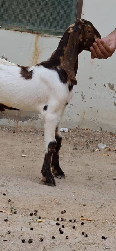 2 male Goats for sale urgent