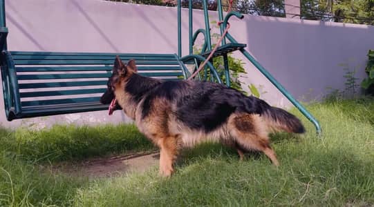 Long coat  German shephard Female For Sale
