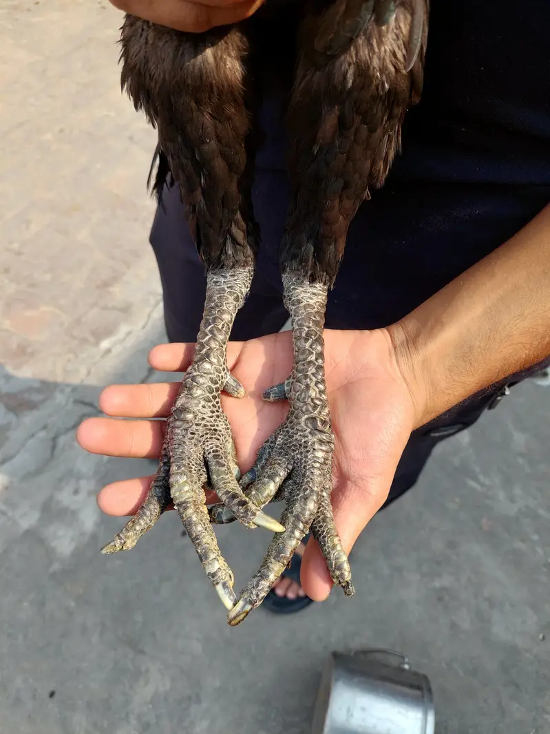 Aseel Dragon Thai — photo 5