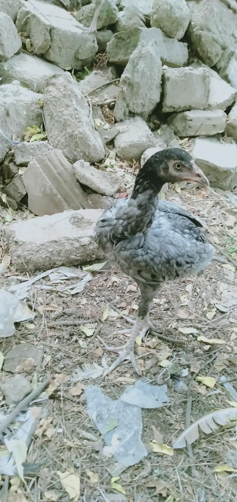 Bund Gudi Aseel — photo 3