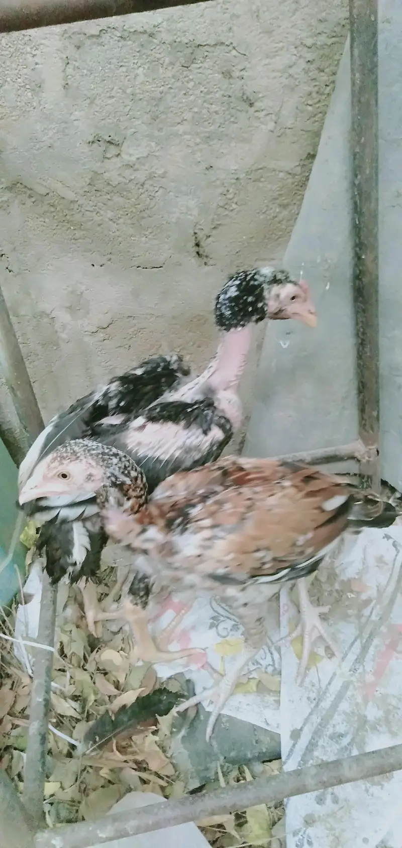 Bund Gudi Aseel — photo 4