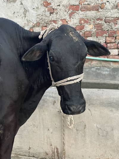 Cross cows Frisian suna wali ha