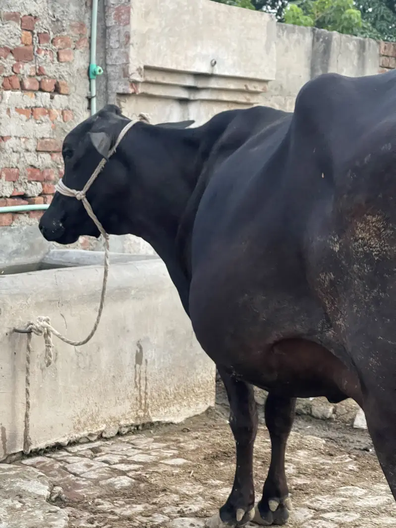 Cross cows Frisian suna wali ha — photo 2