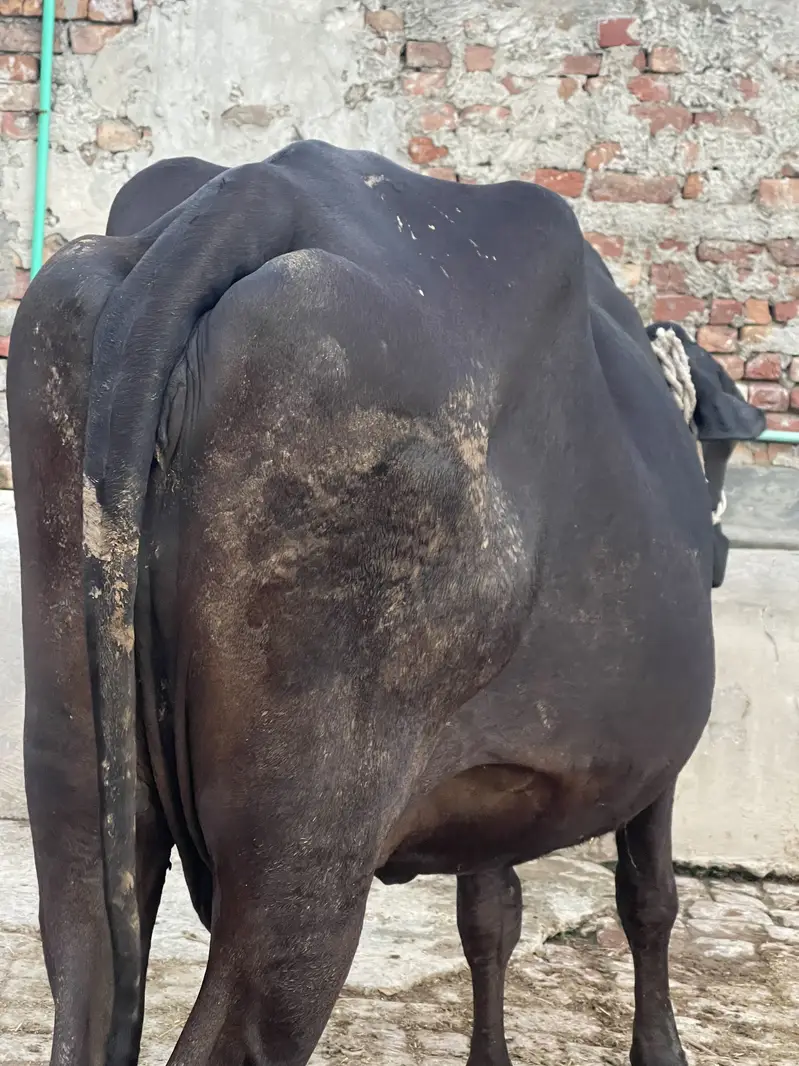 Cross cows Frisian suna wali ha — photo 3