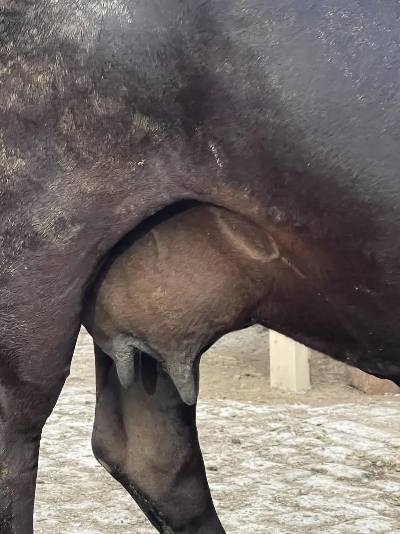 Cross cows Frisian suna wali ha — photo 4
