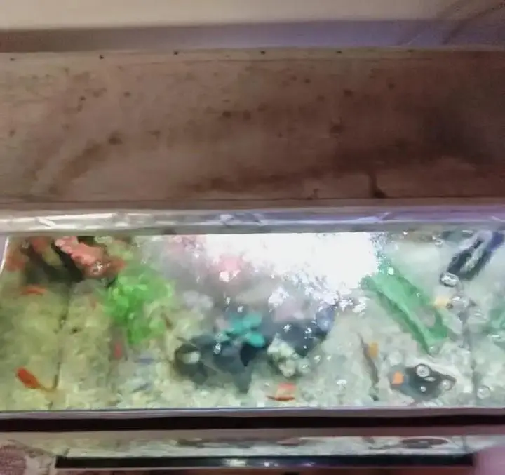 Fish Aquarium with Stand and All Accessories For Sale — photo 3