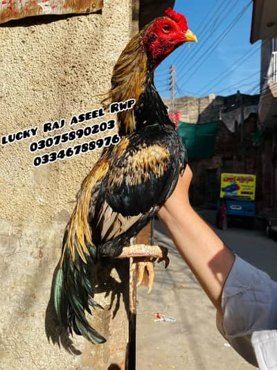 Aseel Murga