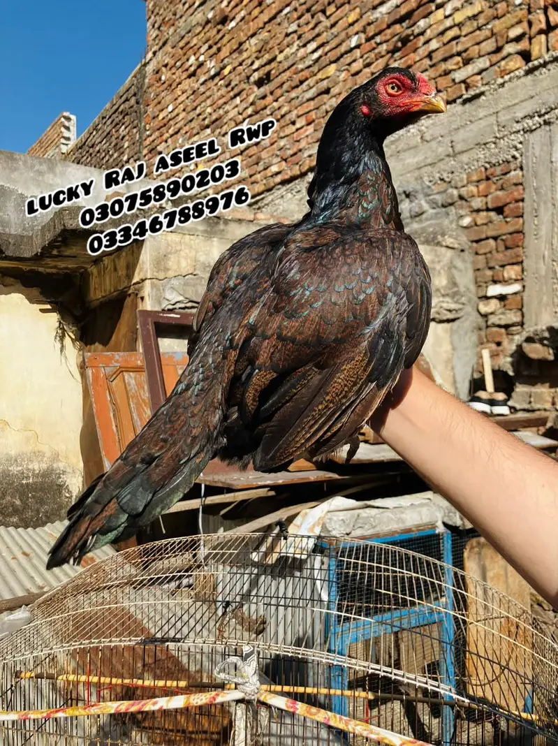 Aseel Murga — photo 4