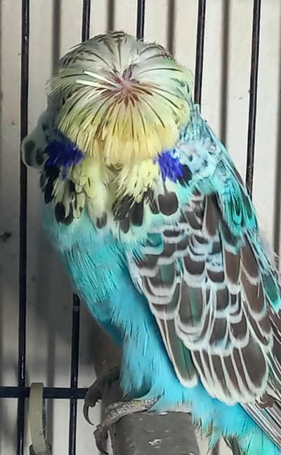 Crest
