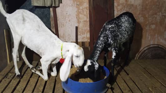 adult makhi cheeni goat