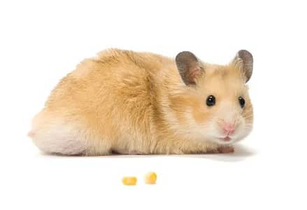 Imported Syrian hamsters available in wholesale prices