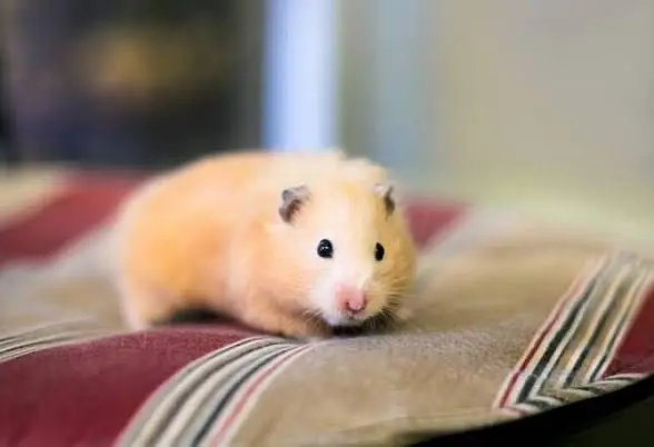 Imported Syrian hamsters available in wholesale prices — photo 2