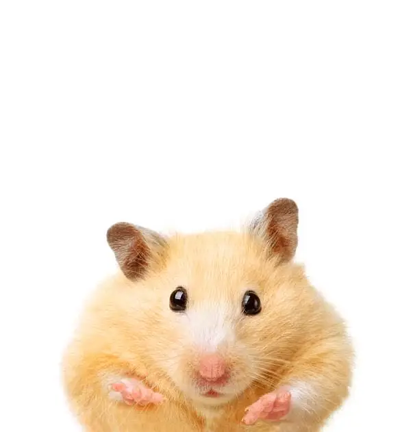Imported Syrian hamsters available in wholesale prices — photo 4