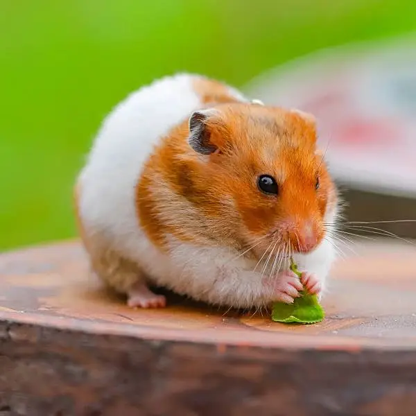 Imported Syrian hamsters available in wholesale prices — photo 5