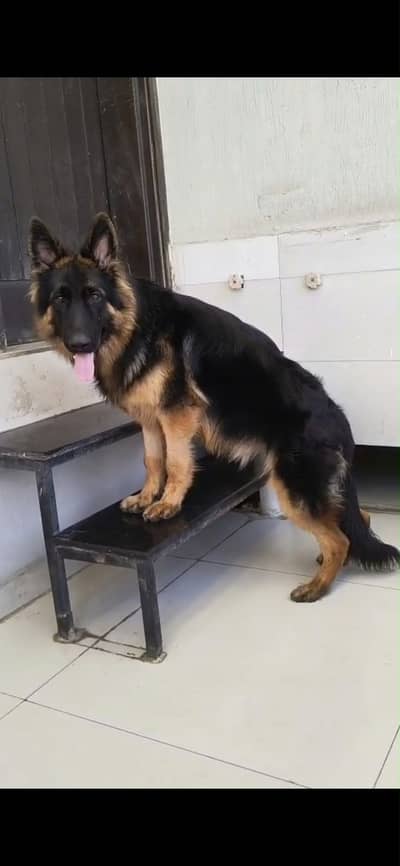 German shepherd long coat pink pedigree microchip dog for sale