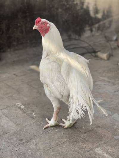 Aseel heera breeder for sale