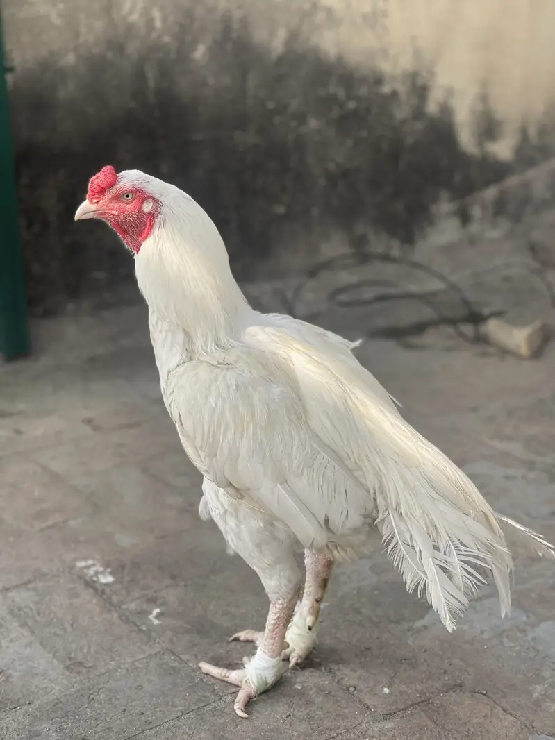 Aseel heera breeder for sale — photo 2
