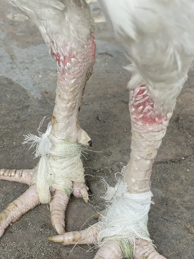 Aseel heera breeder for sale — photo 3
