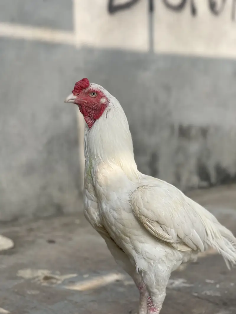 Aseel heera breeder for sale — photo 4