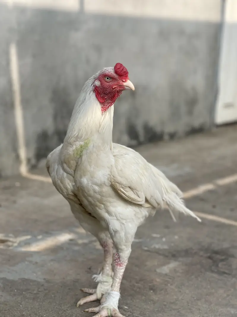 Aseel heera breeder for sale — photo 5
