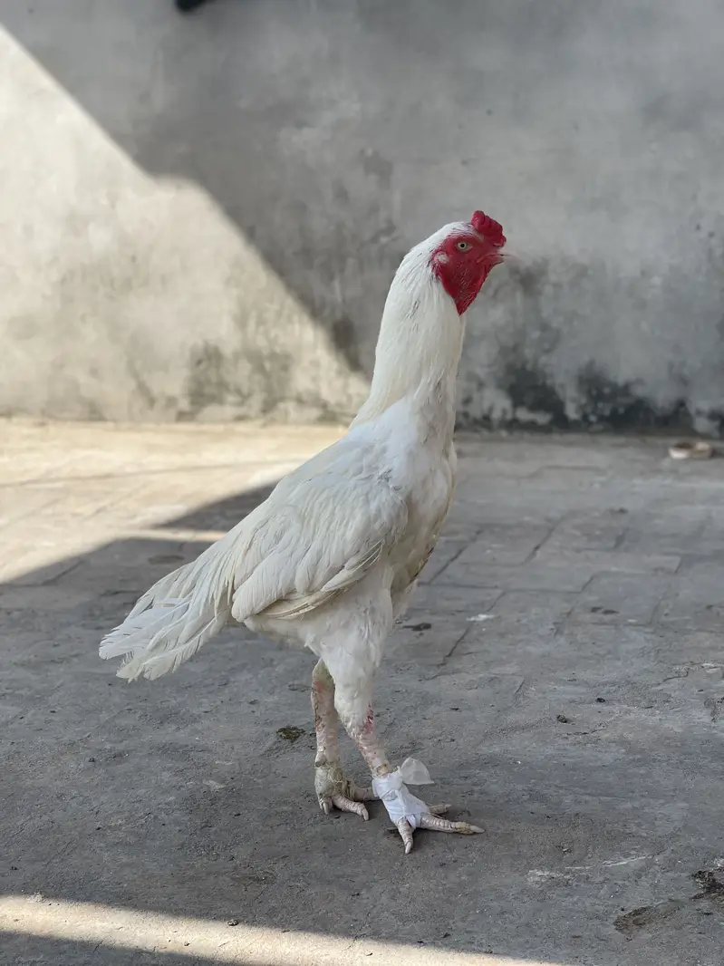 Aseel heera breeder for sale — photo 6