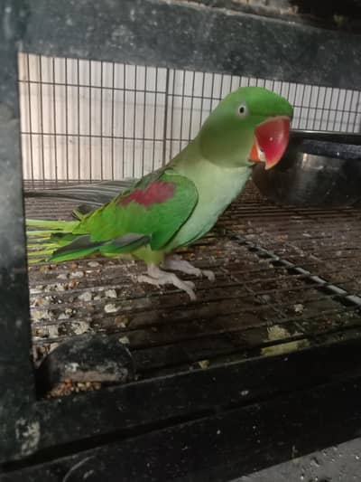 raw breeder female gift 03074077676