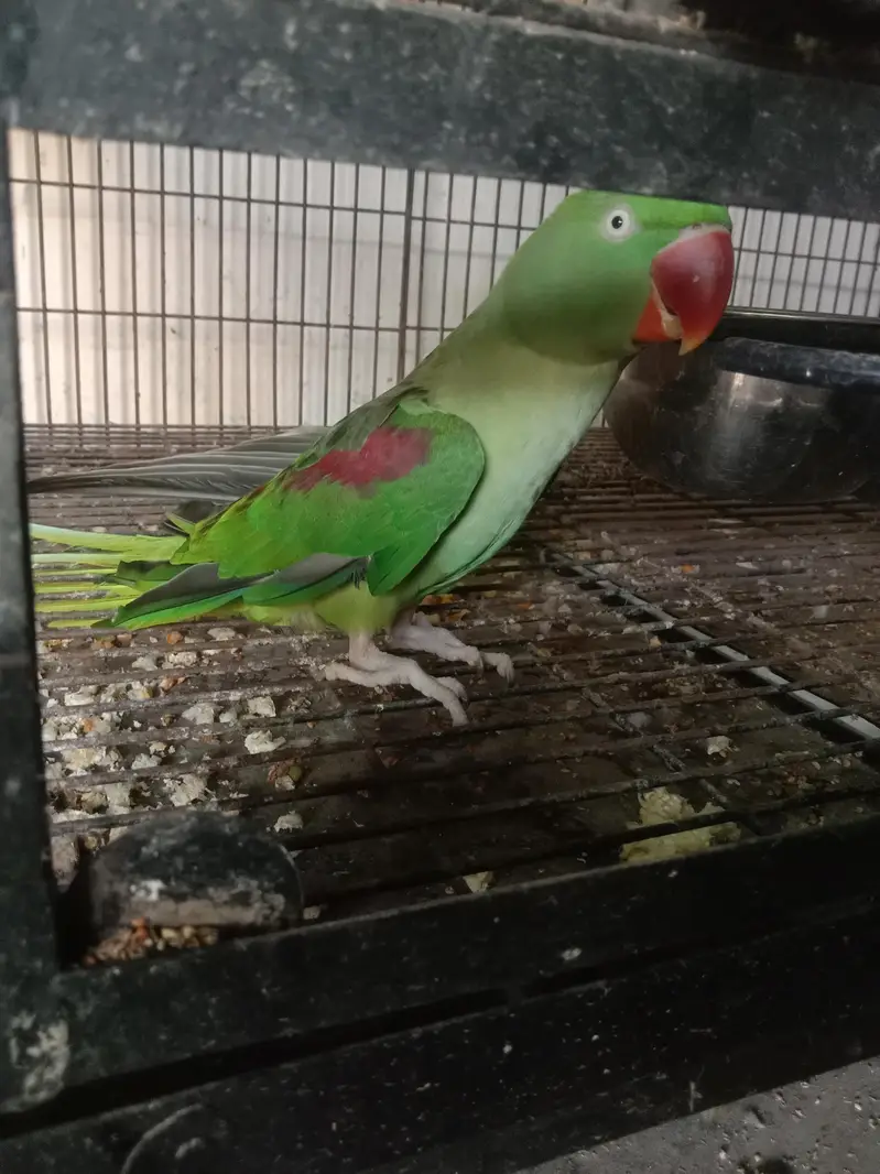 raw breeder female gift 03074077676 — photo 3