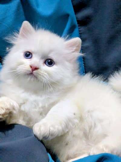 Persian kittens | triple Coat _punch Face| cute white | fluffy cat