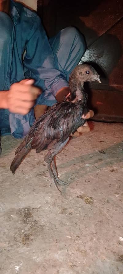 Pure Dragon 100% Male Chick A++ Quality Ice Blue Dragon 03364578464
