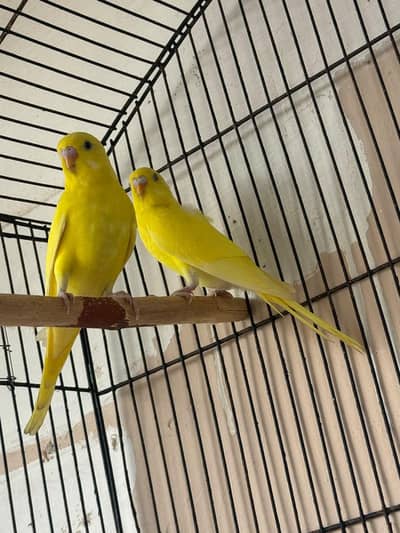 Split red eye pathay pair
