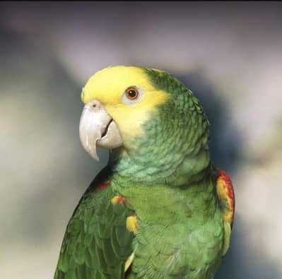 Local Breed- Double Yellow-Headed