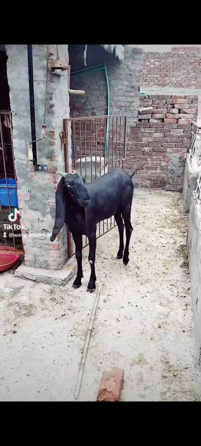 4 dant PEth ABI cross nhi krwi