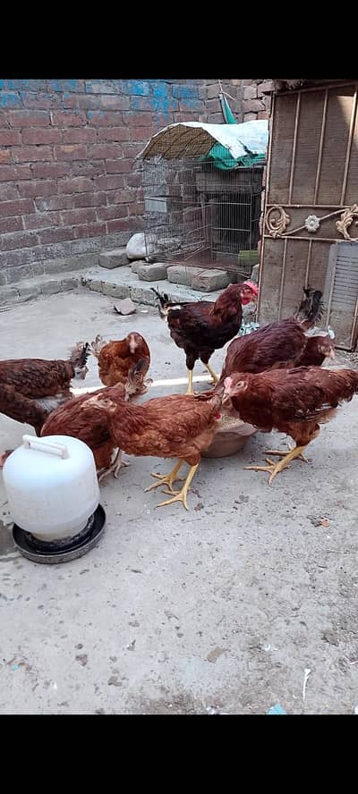 6 murghiyan aur 2 murghay  6month age ready to lay egg