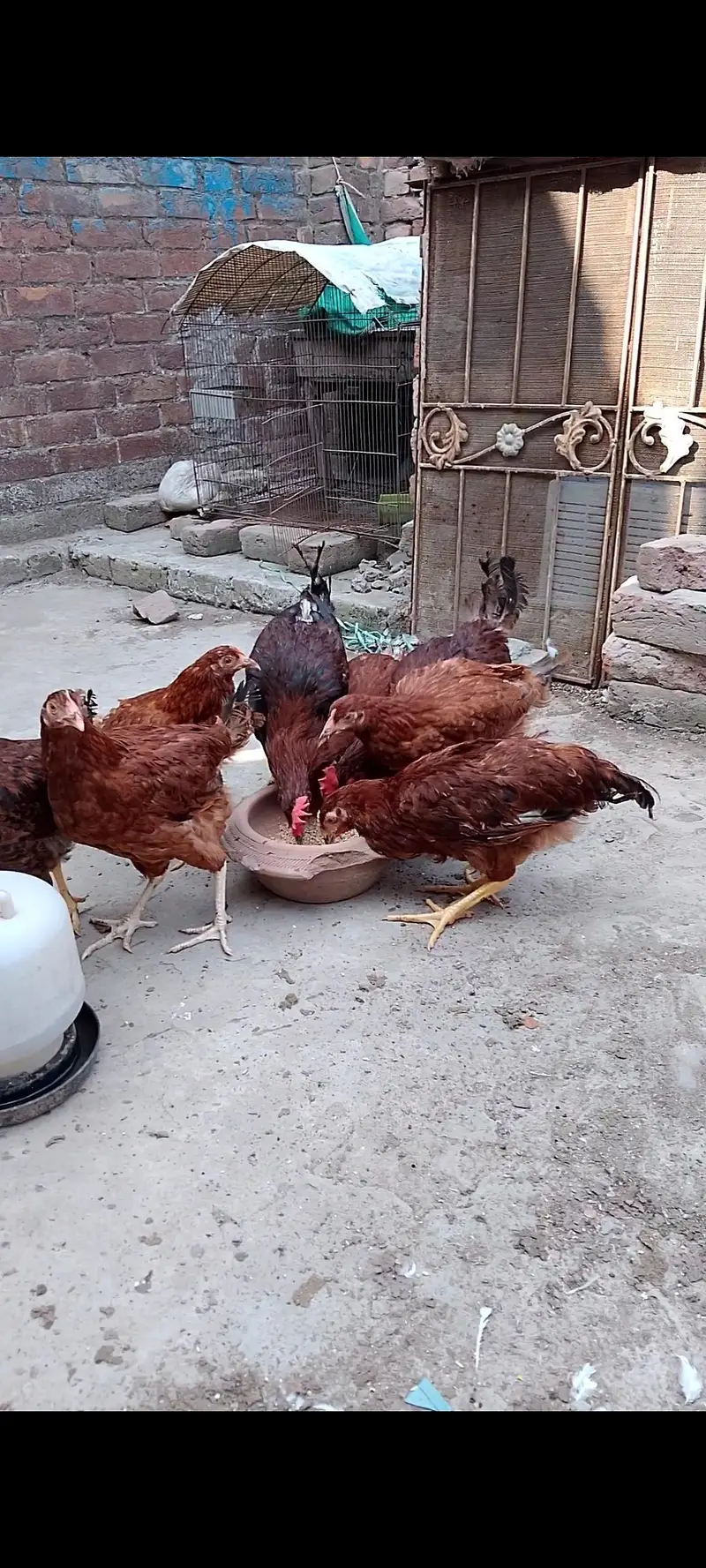 6 murghiyan aur 2 murghay  6month age ready to lay egg — photo 2