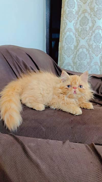 peke/ peki/ piki male kitten for sale /sell