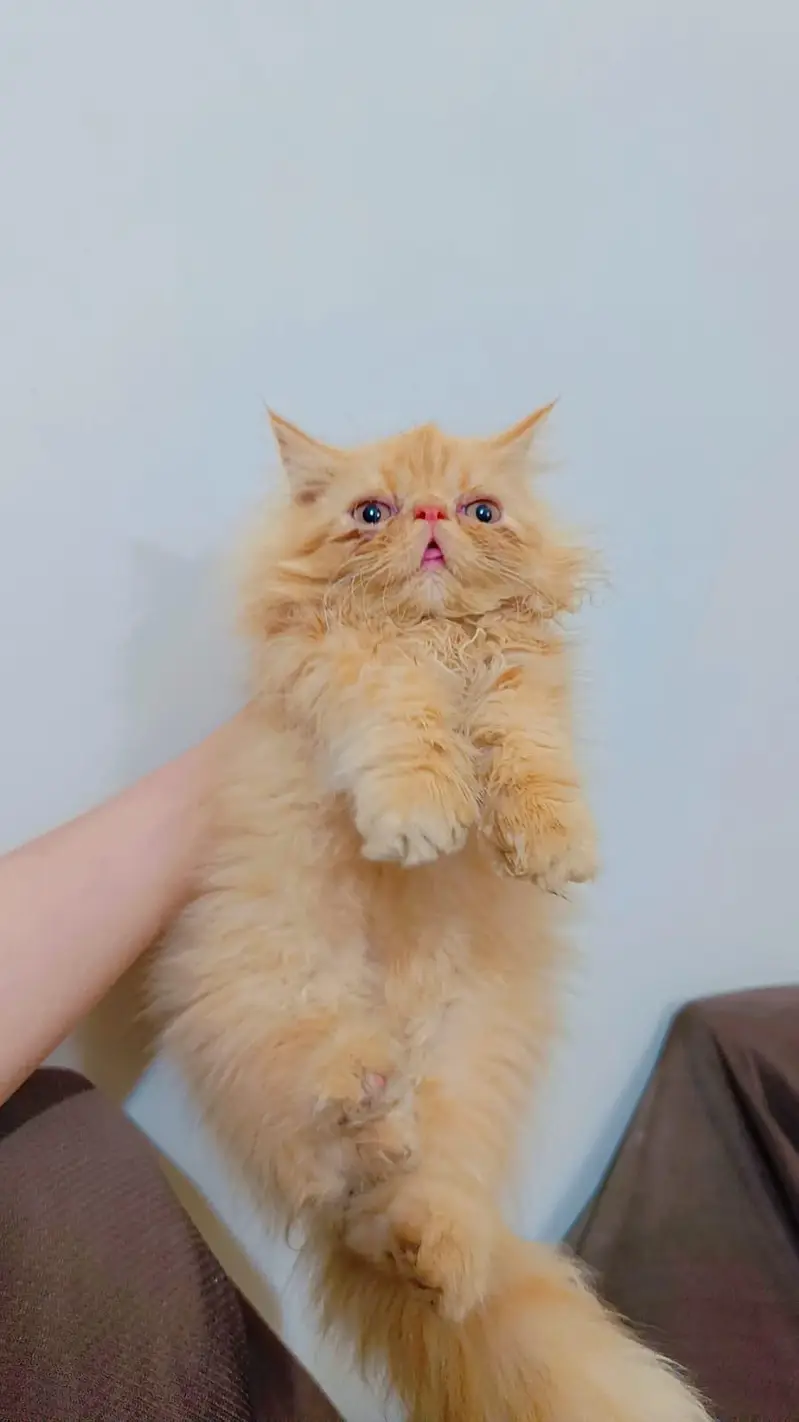 peke/ peki/ piki male kitten for sale /sell — photo 2