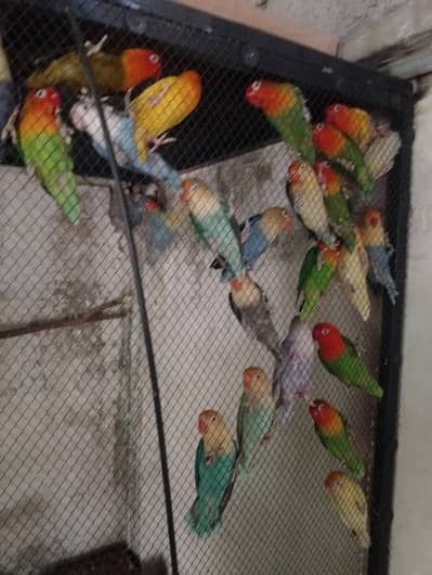 Love Birds for sale
