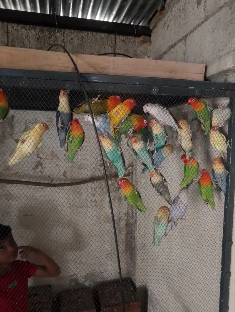 Love Birds for sale — photo 2