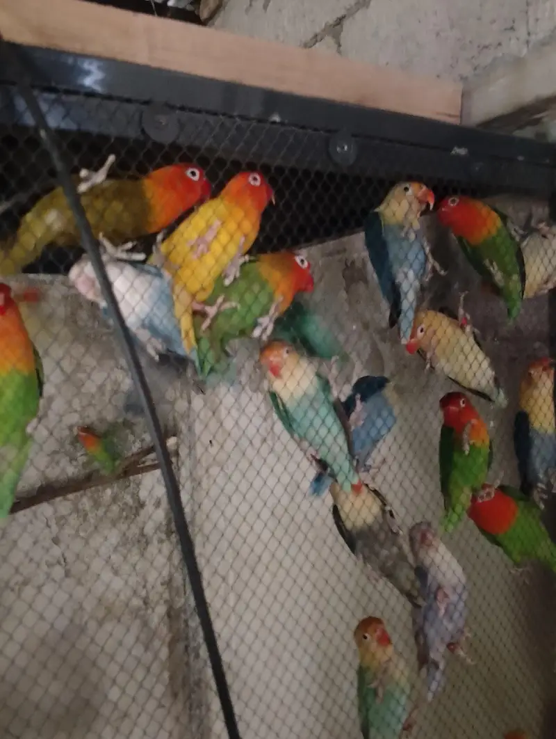 Love Birds for sale — photo 3