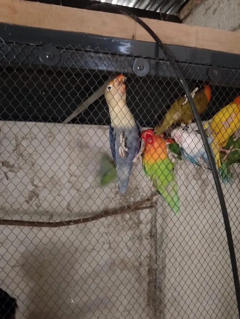 Love Birds for sale — photo 4